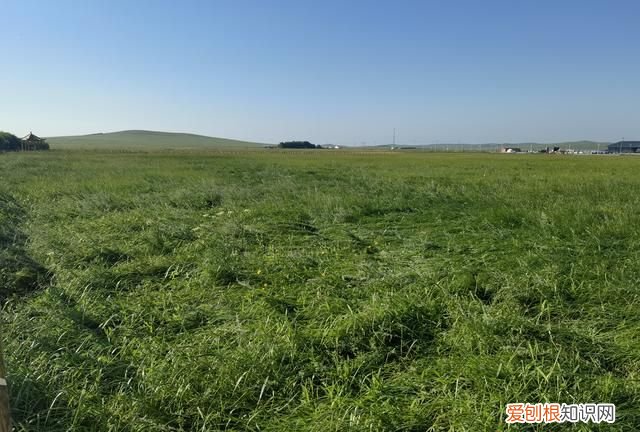 韭菜苔炒鸡蛋窍门,韭苔是怎样长出来的