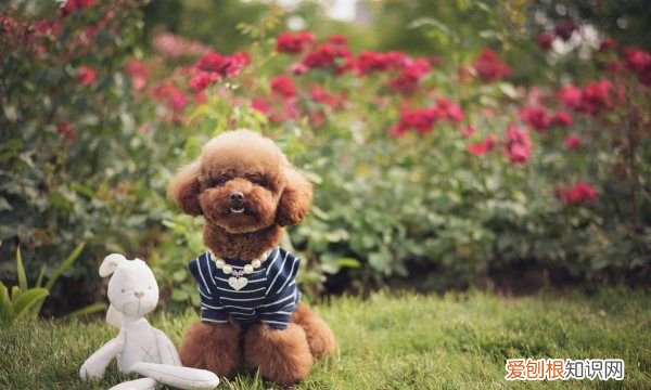 夏天给狗剃毛会散热，夏天给狗狗剃光毛有助于让狗狗降温吗