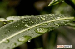 24节气谷雨时节文案简短 谷雨时节寄语简短
