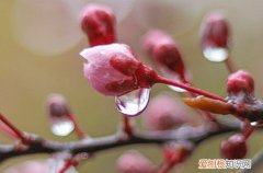 经典谷雨时节暖心句子 谷雨时节走心文案