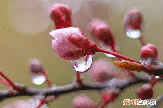 经典谷雨时节暖心句子 谷雨时节走心文案