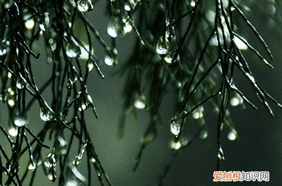 今日谷雨走心文案 今日谷雨发朋友圈的说说