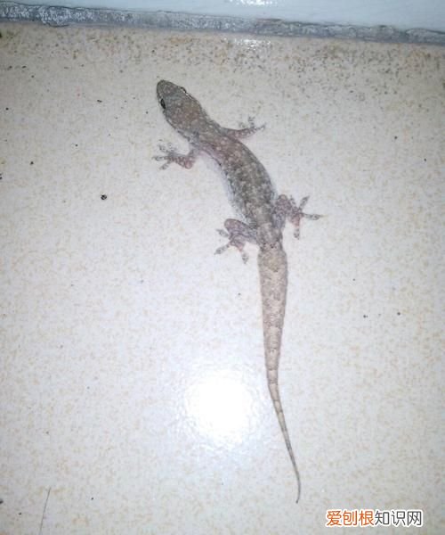 上海家里有小壁虎会咬人，房间有小壁虎怎么办,会不会咬人