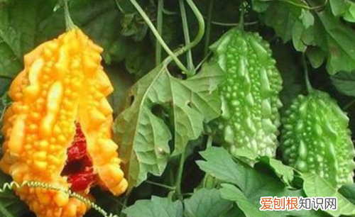 小癞瓜有什么营养，苦瓜在北方叫什么