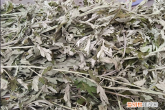 艾草如何保存