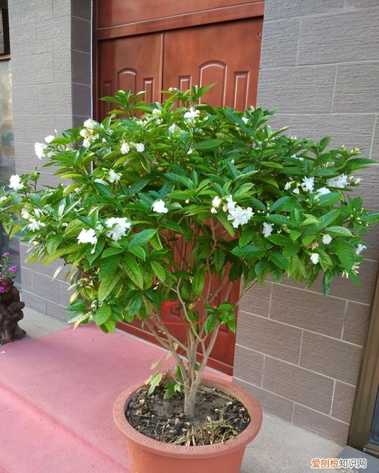 七里香的养殖方法