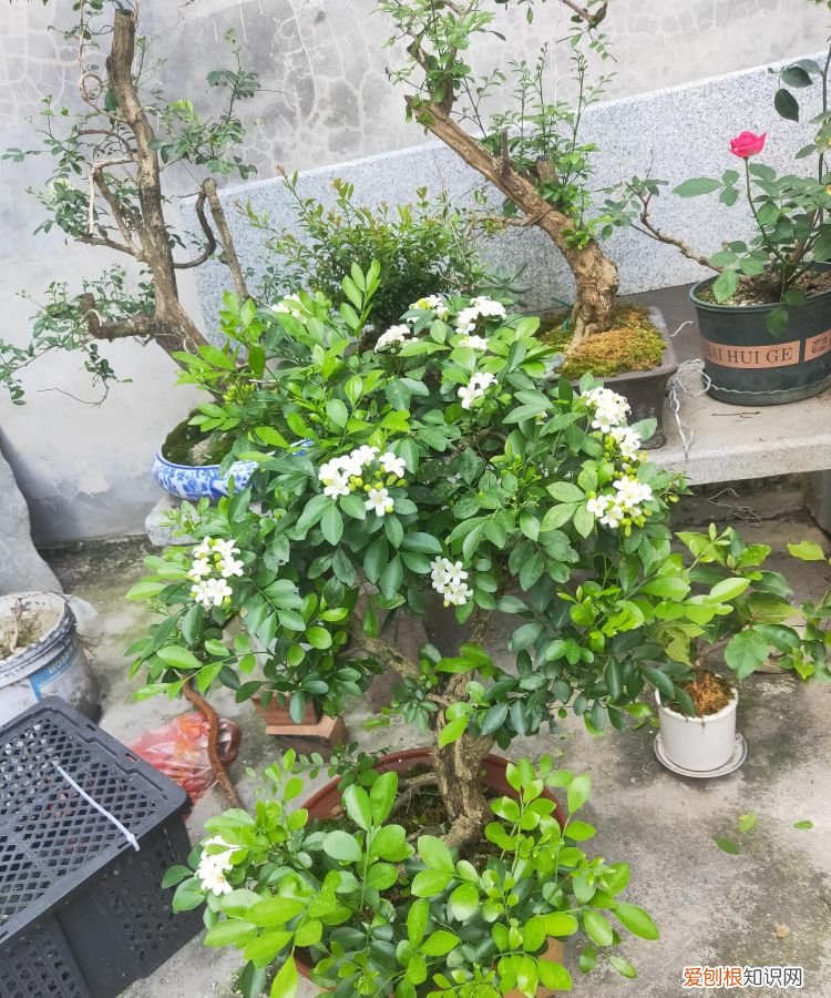 七里香的养殖方法