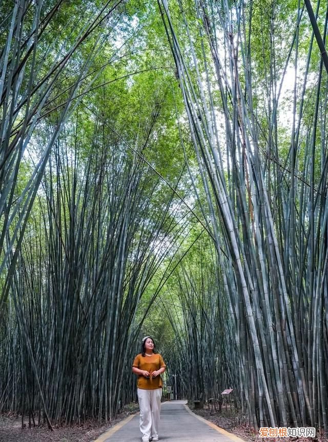 广东肇庆旅游攻略必去景点有哪些