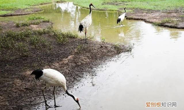 广东肇庆旅游攻略必去景点有哪些