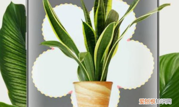 识别植物的软件app,如何快速识别上的植物