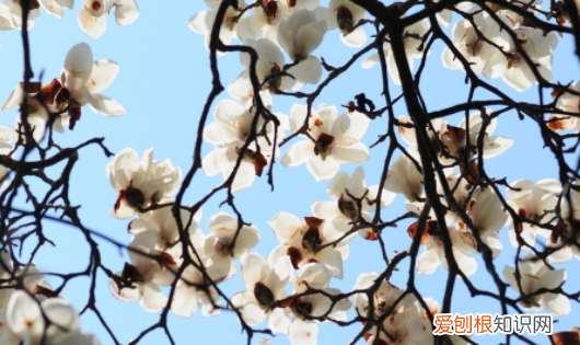 识别植物的软件app,如何快速识别上的植物