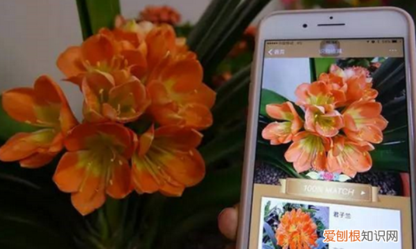 识别植物的软件app,如何快速识别上的植物