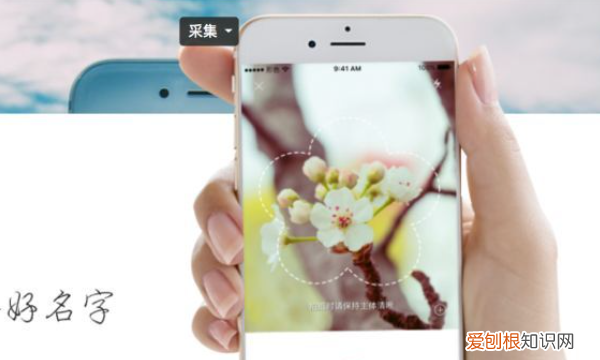 识别植物的软件app,如何快速识别上的植物