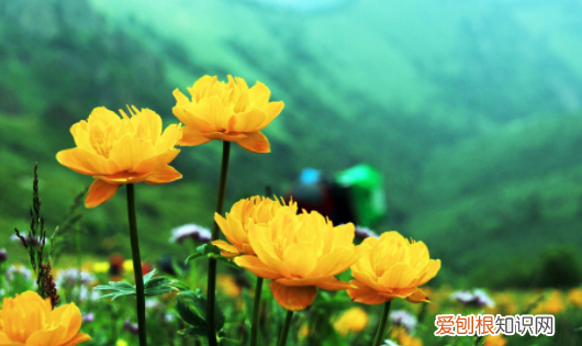 识别植物的软件app,如何快速识别上的植物