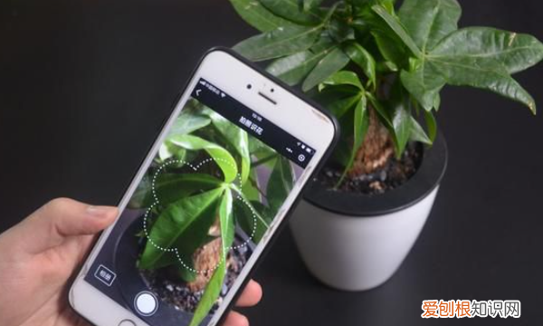 识别植物的软件app,如何快速识别上的植物