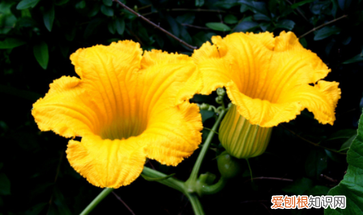 识别植物的软件app,如何快速识别上的植物