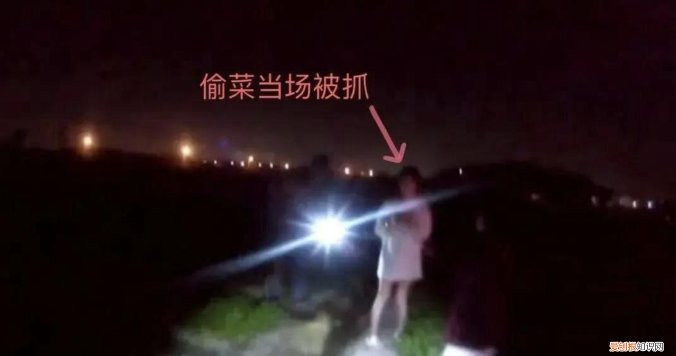 为了刺激？4女子尽然半夜开豪车去偷菜