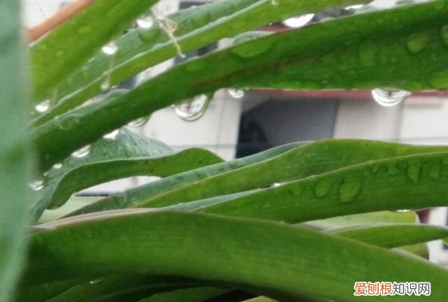 草这首诗表达了什么精神