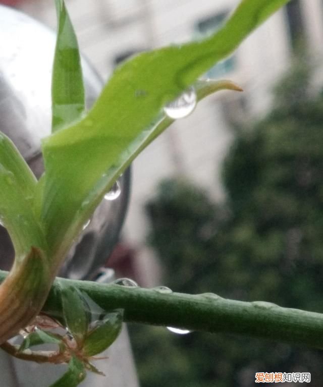 草这首诗表达了什么精神