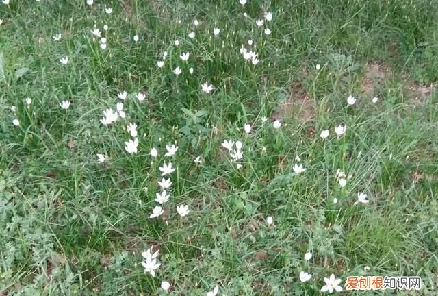 草这首诗表达了什么精神