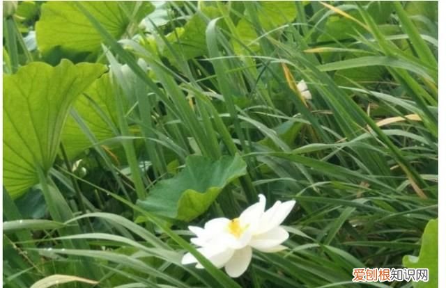 草这首诗表达了什么精神