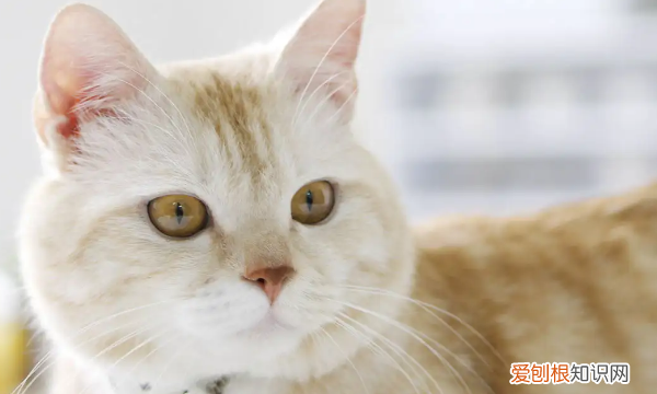 猫咪怀胎多久生产，猫肚子多大就是要生了