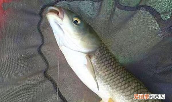 水库钓草鱼钓底还是钓浮，中午钓草鱼钓底还是钓浮秋季