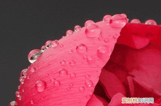 国色天香形容什么花 牡丹种类有哪些