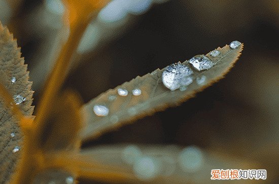 鲍鱼是不是真正的鱼 如何选择鲍鱼