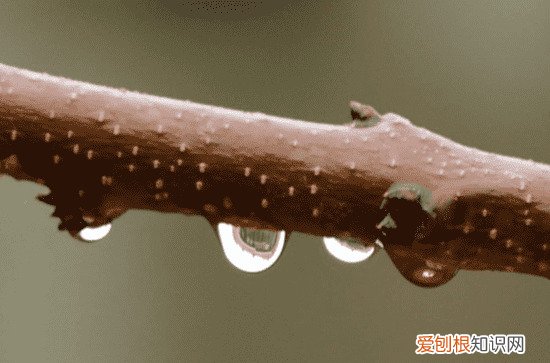 国槐适合种在什么地方 国槐适合的生长环境