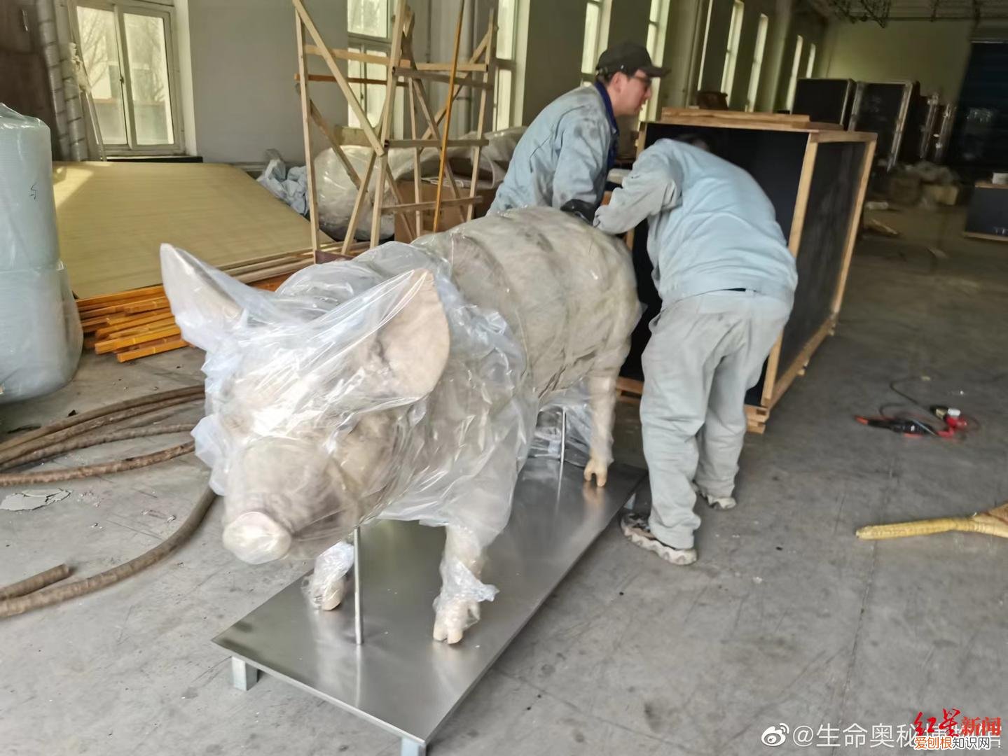 当年汶川地正的“猪坚强”标本预计5月12日展出