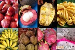 水果都有哪些水果