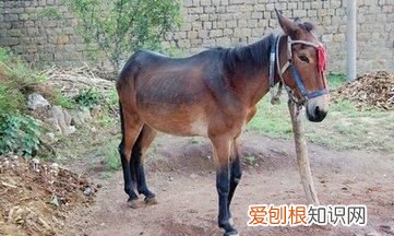 马和骡子和驴的关系和区别,马、骡子、驴三者之间的关系