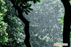 梭梭树适合种在什么地方 梭梭树的功效与作用