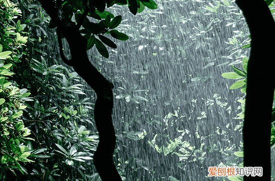 梭梭树适合种在什么地方 梭梭树的功效与作用