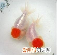 新买的金鱼养多久算是稳定了