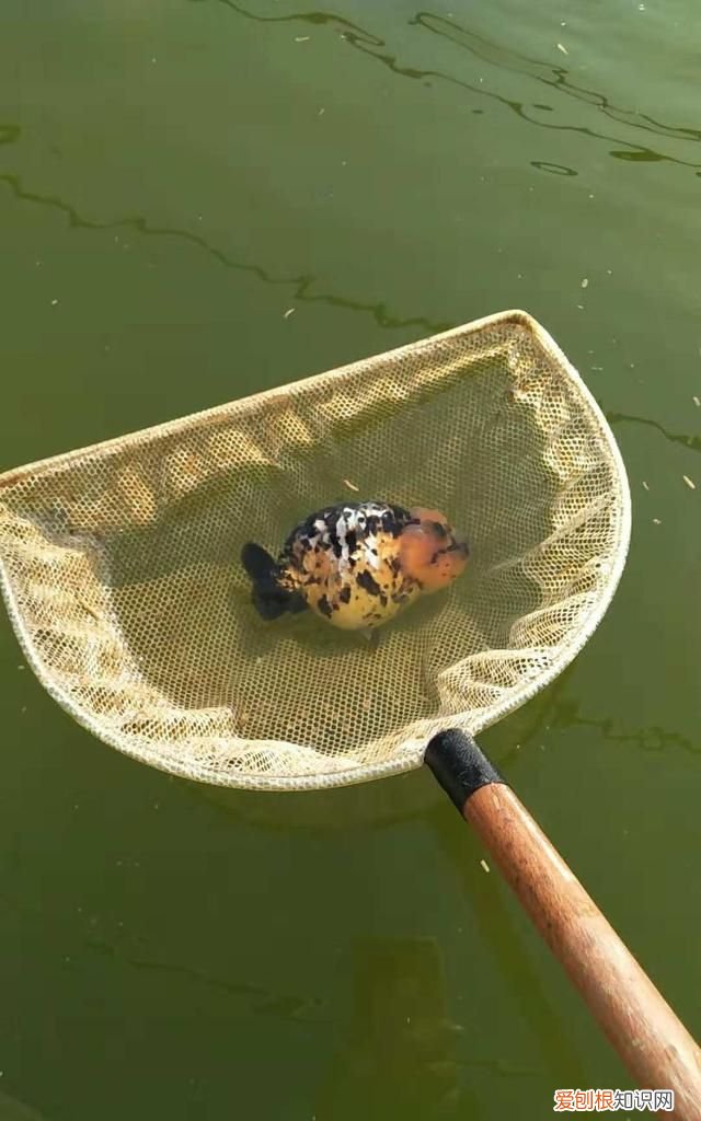 新买的金鱼养多久算是稳定了