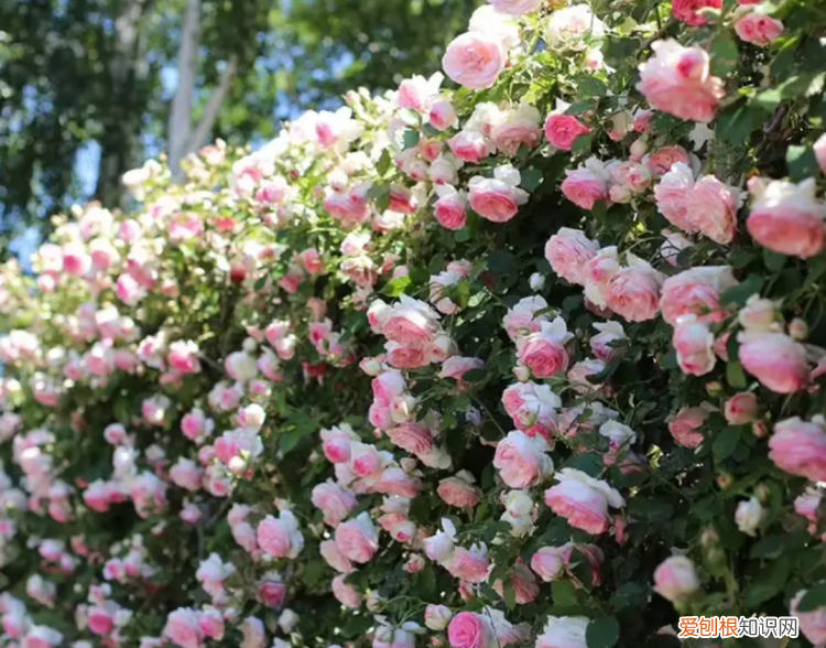 爬墙月季花种植方法