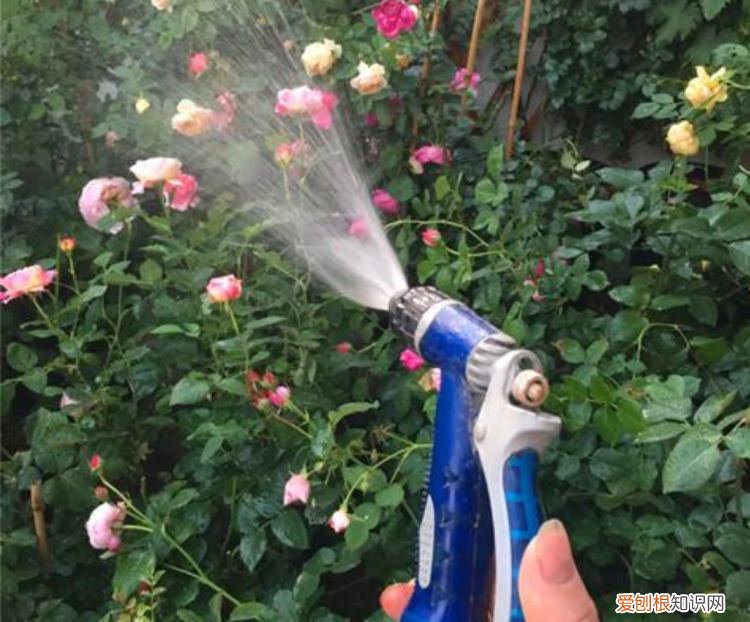 爬墙月季花种植方法