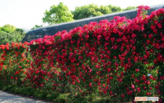 爬墙月季花种植方法
