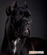 小土狗几个月开始猛长