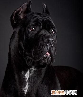 小土狗几个月开始猛长