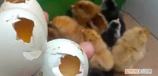 小鸡出壳后保温温度是多少合适