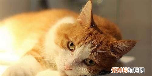 小猫拉肚子怎么办