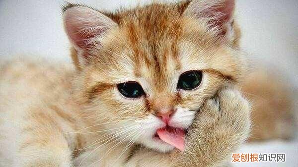 小猫拉肚子怎么办