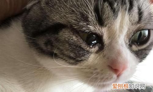 小猫咪流眼泪是怎么回事