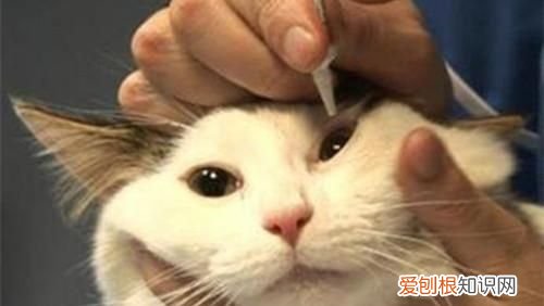 小猫咪流眼泪是怎么回事