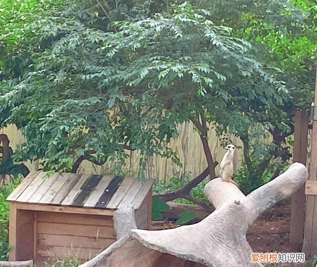 广州动物园多少钱一张门票,广州动物园带小孩攻略