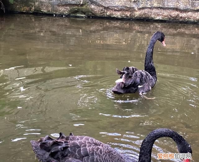 广州动物园多少钱一张门票,广州动物园带小孩攻略