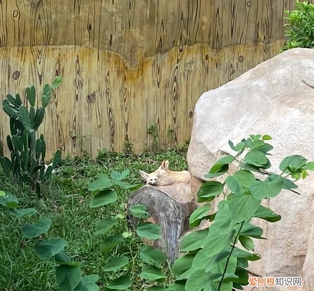 广州动物园多少钱一张门票,广州动物园带小孩攻略